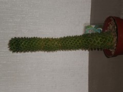 これで攻めてもいい？！