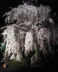 【お題日記】あなたが感じる日本の良さは？