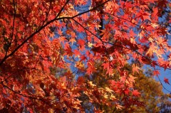 今年最初で最後の紅葉
