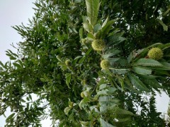 【お題日記】一番守りたいものは？