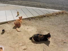 今日は猫さん詣で