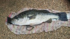 バエ写真ですか？