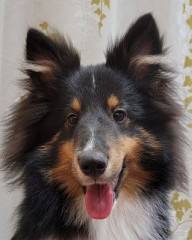 自分が思う一番かわいい動物は？