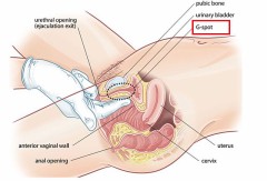 【お題日記】中逝きしてますか?