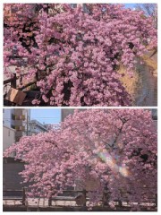 河津桜満開