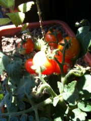 収穫　収穫　(^O^)