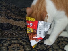 我が家の猫は食いしん坊