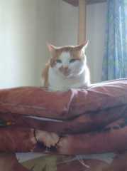 梅ジャムを作る。