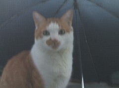 美味しいヨーグルトの食べ方！