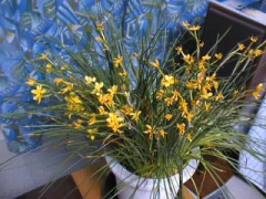 水仙の花 ラスト！