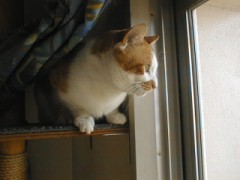 ブレーキ、快調！