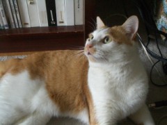 ストロベリーの甘い香りに包まれて