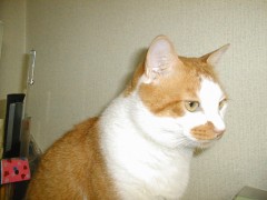 ツバメの巣　その後