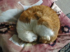 アンモナイトニャン