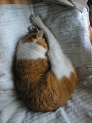 眠り猫百態　その２