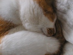 眠り猫百態　その５