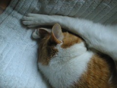 眠り猫百態　その６