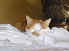 眠り猫百態　その16