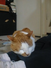 眠り猫百態　その17