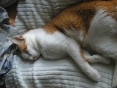 眠り猫百態　その２４