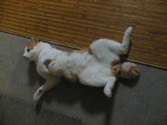 我が家のミャ～は食いしん坊！!