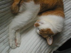 眠り猫百態　その30