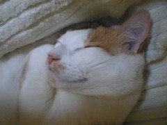 眠り猫百態　その32