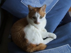 我が家にミャ～がやってきた!