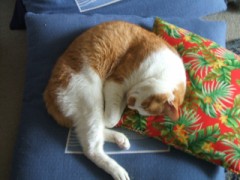 眠り猫百態　その38