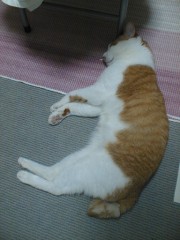 眠り猫百態　その40　死体のように、、、