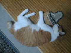 眠り猫百態　その48