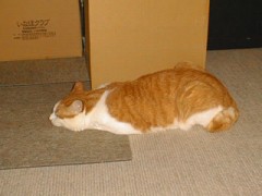 眠り猫百態　その56　　つちのこ？？