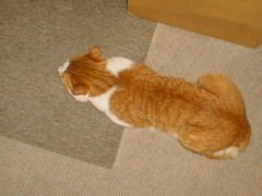 眠り猫百態　その57　　つちのこⅡ