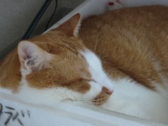 眠り猫百態　その65