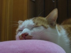 眠り猫百態　その68　アゴ乗せ台Ⅱ