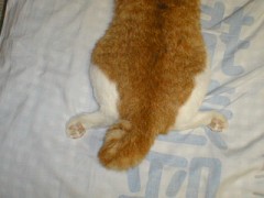 眠り猫百態　その74