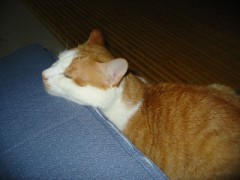 眠り猫百態　その85