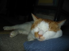 眠り猫百態　その86