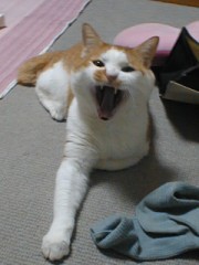 自転車で雀を轢く !