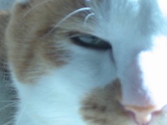 新巻鮭さばきました。