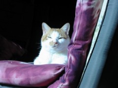 眠り猫百態　その88　日向ぼっこでウトウト！