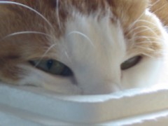 木版画の年賀状