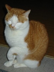 餅、食われた！