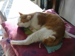 眠り猫百態　その92
