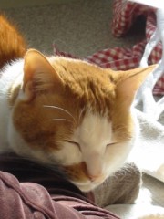 眠り猫百態　その94