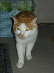 美の巨人　「中川一政」絶筆『静物 薔薇』