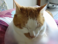 眠り猫百態　その98
