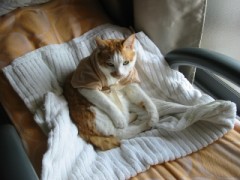 沈丁花→雪柳→桜→ハナミズキ