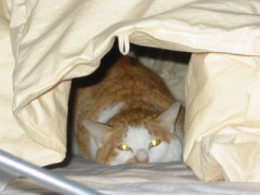 お久しぶりです