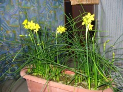 香り水仙が咲きました　とっても良い香り